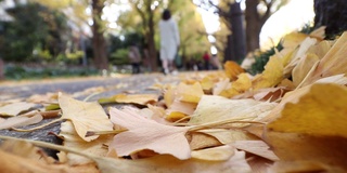 东京神宫码头区银杏树成行的街道