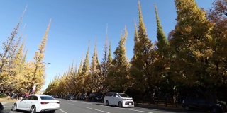 东京神宫码头区银杏树成行的街道