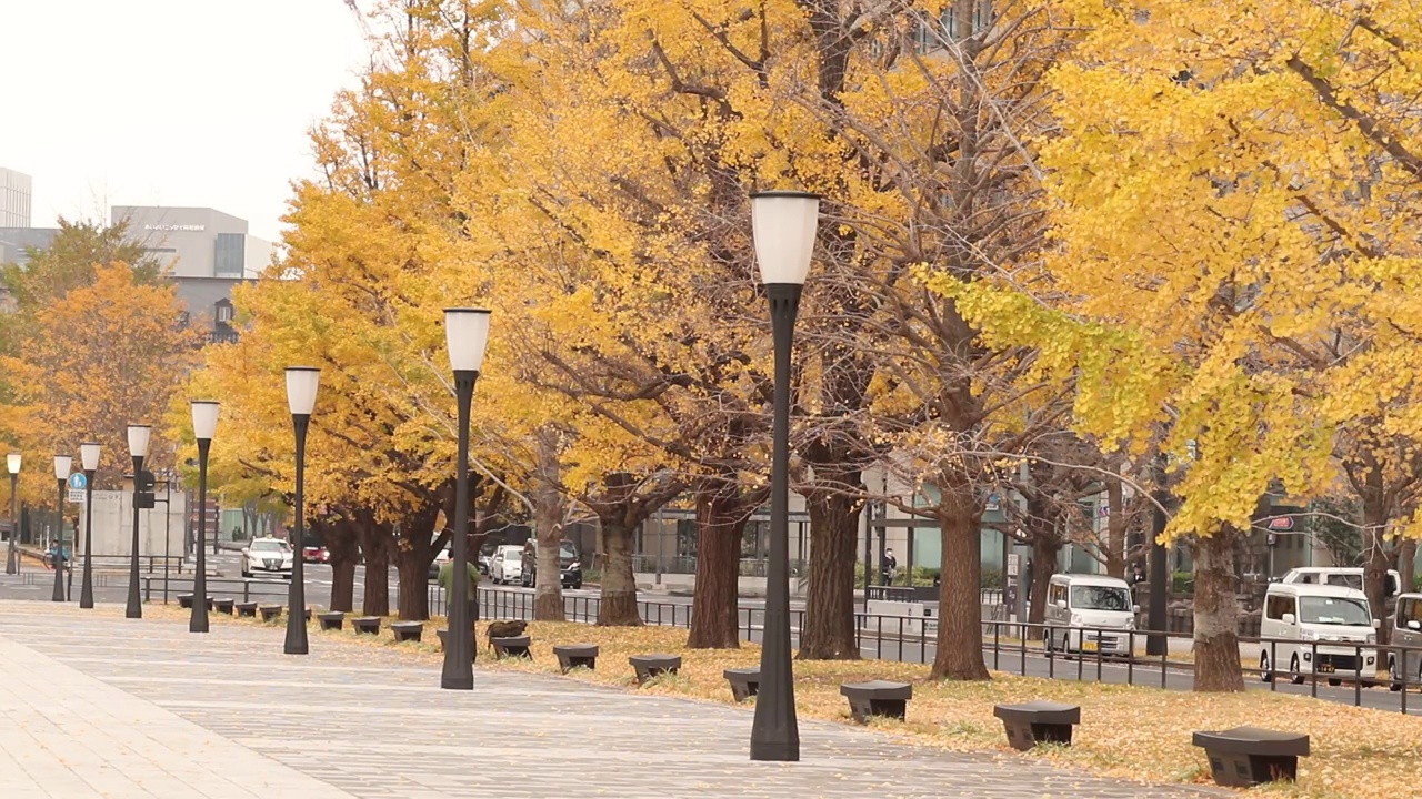 东京大都会千代田区丸之内秋天的落叶