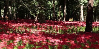 千叶县八代市集群孤挺花