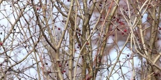 黑鹂坐在有许多干果的灌木的光秃秃的树枝上