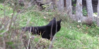 一只黑猫正在寻找猎物，被吓得跑开了