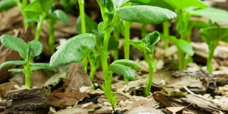 大自然在一段时间的流逝中，芽苗在森林中加速生长，植物在温室中新鲜生长，粮食生产
