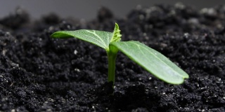 在温室农业中，植物在春季生长，发芽新生黄瓜植株