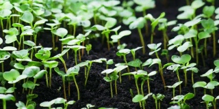 在温室农业中，植物在春季生长，芽萌发新生芥沙拉植物
