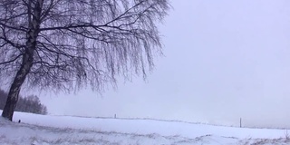 白桦树在寒风中荒芜的路边，覆盖着冬天寒冷的雪花