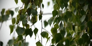 桦树的树枝上挂着树叶，风雨中摇曳