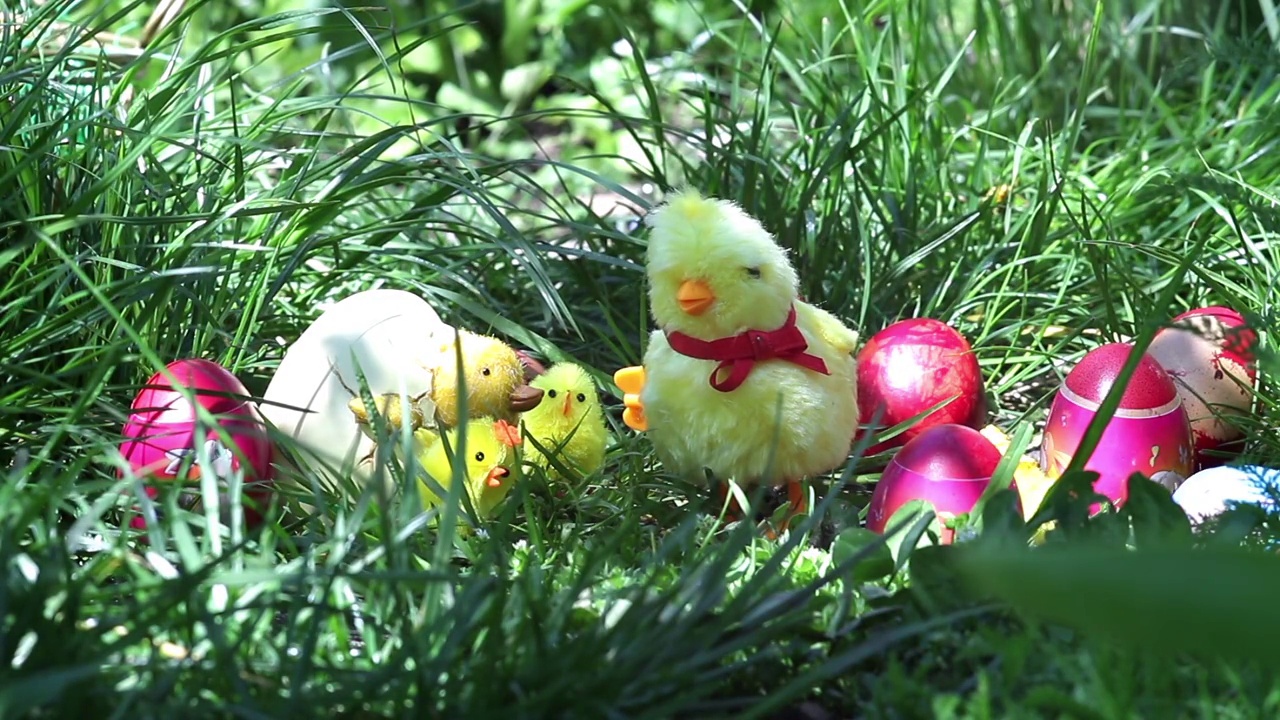 在庆祝复活节67a期间，小鸡玩具在绿色草地上放置的彩色鸡蛋之间移动