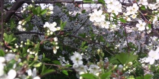 樱花枝头开着小白花，春暖花开的花园。小树枝在风中飞舞