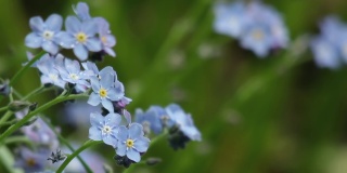 蓝色的花浇灌了寒冷的春雨