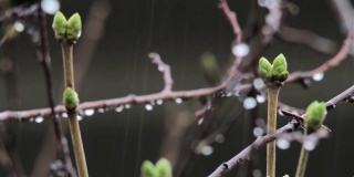 春雨洒落在现在枝繁叶茂的树枝上