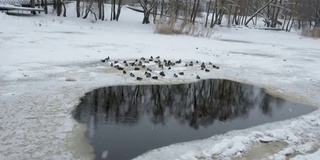 爱沙尼亚，一群鸭子在冰冷的雪地上