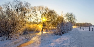 阳光透过白雪覆盖的树枝