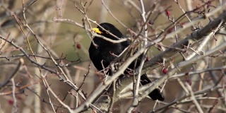 黑鸟坐在光秃秃的灌木的树枝上