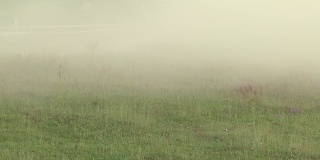 在森林道路上参加拉力赛的汽车扬起的尘雾