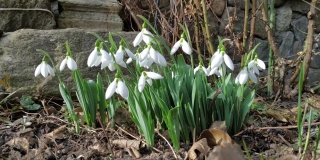 春风中，房前花园的一小块空地上，枝干翠绿的白色雪花莲