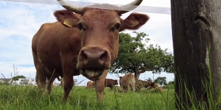 棕色的奶牛看着镜头，吃着草。