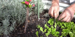 在花园里重新种植莴苣