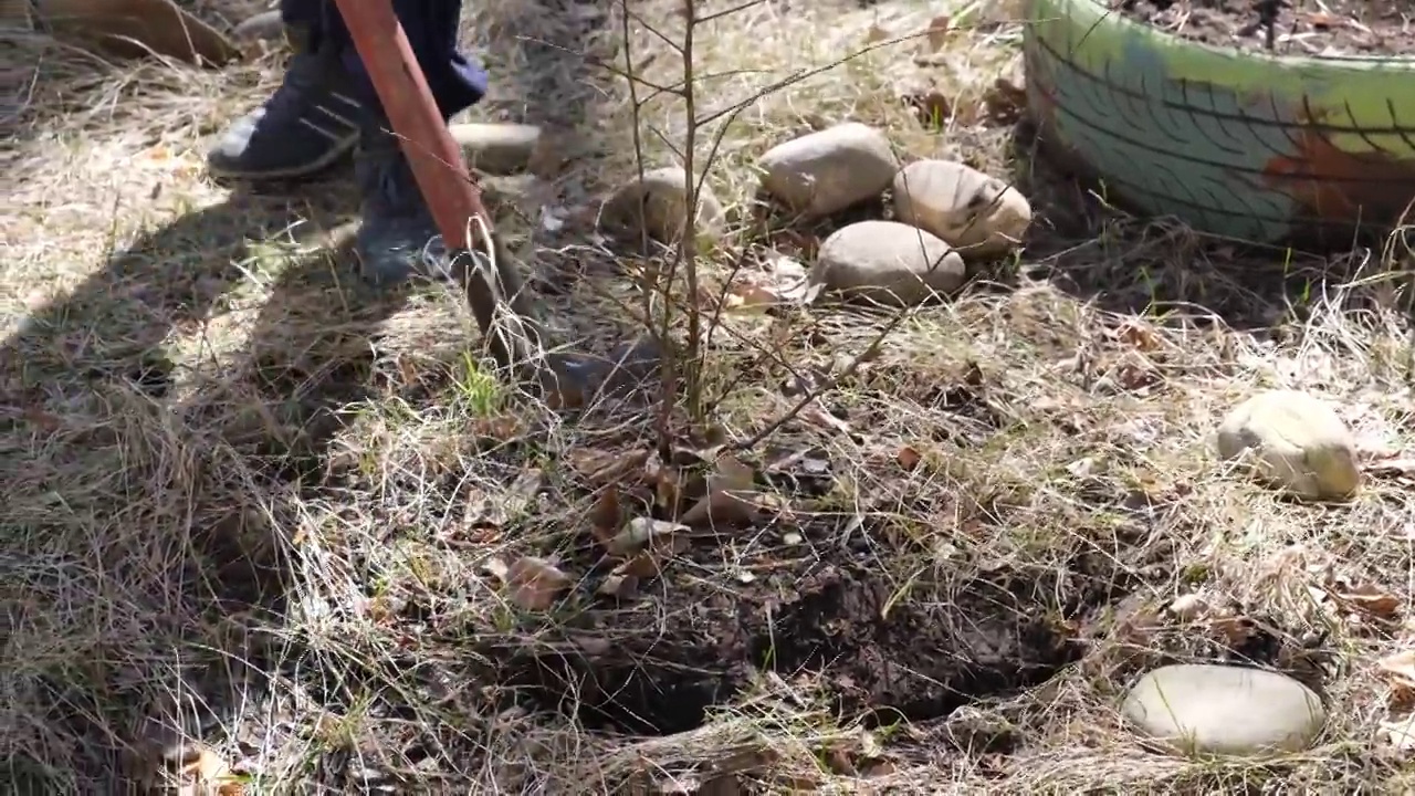 有人用铲子挖了个洞用来植树