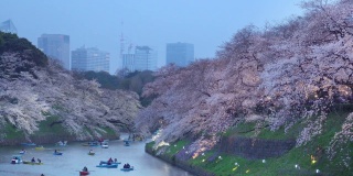 4k:樱花花瓣飘落在日本东京千origafuchi公园