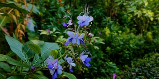 杨梅在风中盛开的视频。杨梅(Rotheca myricoides)或蝴蝶丛(butterfly bush)是唇科开花植物的一种