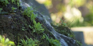 水在山石和植物之间奔流而生
