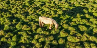 在绿色牧场上吃草的马