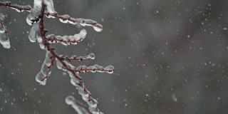 树枝上结满了冰，银的融雪