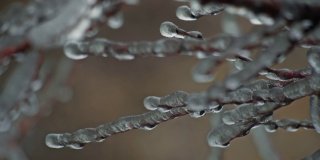 冰冻的树枝，白色的冬天背景