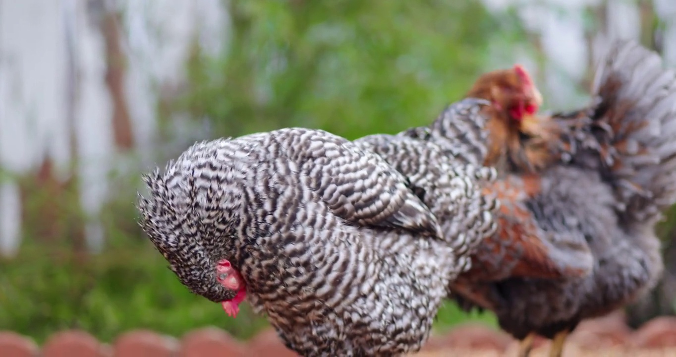 南加州的后院养鸡