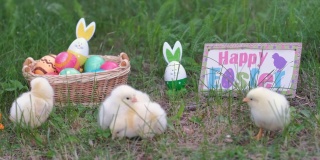 可爱的小鸡走在草地上的复活节彩蛋