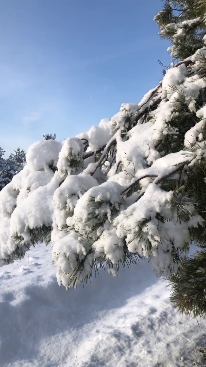 松枝上的雪映着蓝天。