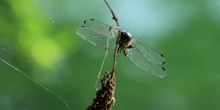 一只蜻蜓在树枝上飞翔，那就是苍蝇拍