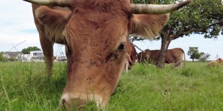 牛吃草，特写，德国，棕色奶牛