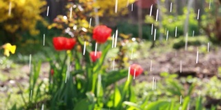 春雨绵绵，阳光明媚的一天在花园里。花喜欢雨。同样的树