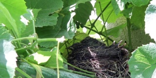 等待食物的黑鸟雏鸟，躲在葡萄藤上的鸟巢里97 - 2