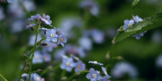 蓝色的花浇灌了寒冷的春雨