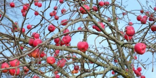 秋天，无叶树枝上的最后一个苹果红了。老红苹果挂在完全干燥的苹果树枝上，没有叶子，轻轻吹着蓝色的天空。4 k