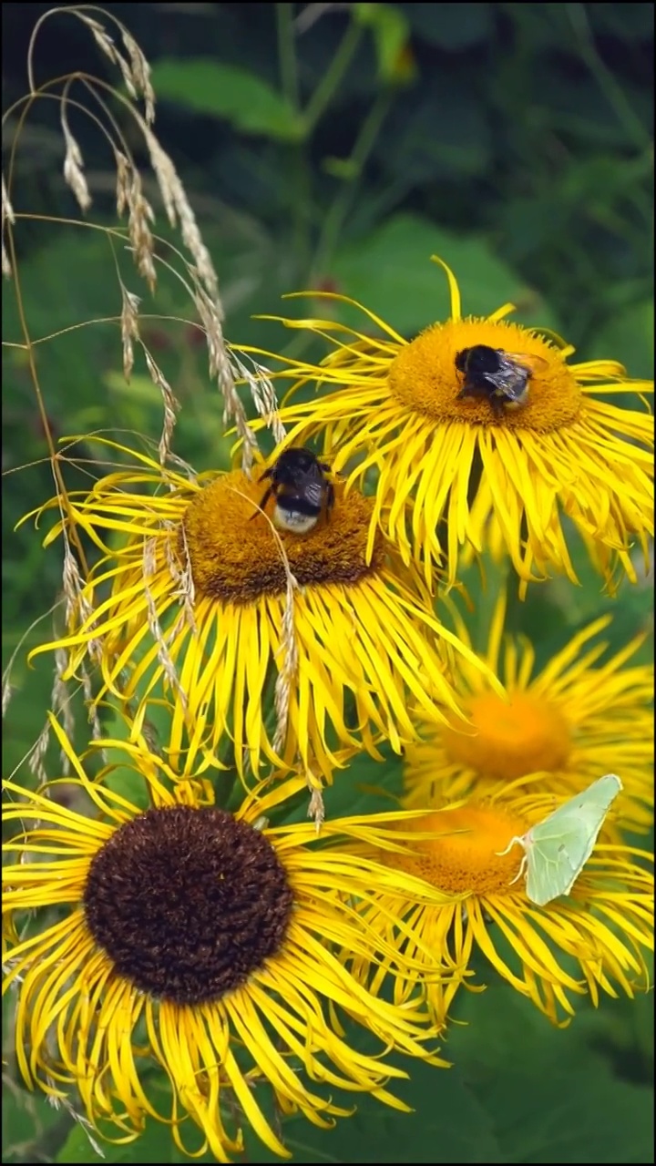 一只黄色的卷心菜蝴蝶和大黄蜂正在从黄色的eleampane花中吮吸花蜜