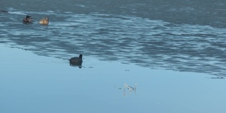 在一个阳光明媚的春天，一只普通的白骨顶(Fulica atra)在两只鸭子的背上游泳
