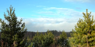 冬天，田野里有三棵被雪覆盖的松树，美丽的雪景，阳光明媚的天气。视频明信片