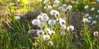 蒲公英的田野里开满了春天的花朵。五彩缤纷的草地，野花盛开，白色的蒲公英在夕阳下摇曳
