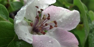 一个有雨滴的榅桲花的特写。春天到了，花园里的果树枝繁叶茂，还有温柏。粉红色和白色的花，温柏在雨中圆润