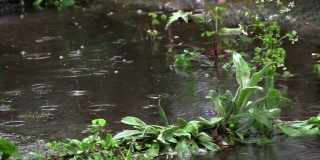 一场瓢泼的春雨过后，花园里成了一个水坑。水滴落在水坑里。绿色的植物被淹没了，都在水里。雨一直下个不停