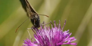 在紫色蓟花中寻找花粉的蝴蝶