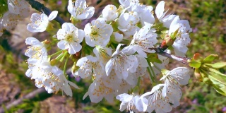 开花的樱桃枝在风中摇摆。春意苏醒的花园