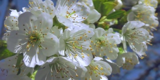 盛开的樱桃枝在蓝天的背景下随风摇曳。春意苏醒的花园
