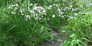 一场瓢泼的春雨过后，花园里成了一个水坑。水滴落在水坑里。大自然享受雨，绿色植物在雨中