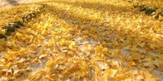 秋天的银杏树亮黄色的叶子