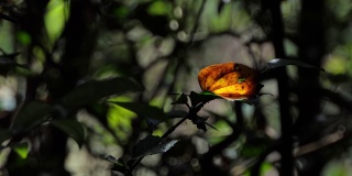 热带雨林中的橘叶。